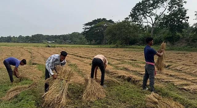 শ্রমিক সংকটে দিশেহারা কৃষকের ভরসা এখন স্কুল-কলেজের শিক্ষার্থীরা
