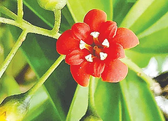 আভিজাত্য ও সহনশীলতার প্রতীক চমৎকার উদ্ভিদ ‘জ্যাকুইনিয়া’