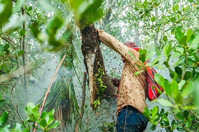 আত্মবিশ্বাসের জয়: সুন্দরবনের গভীরে মৌয়ালদের কঠিন লড়াইয়ের গল্প নিয়ে তথ্যচিত্র