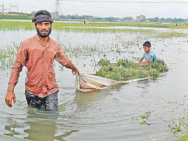 হাওরাঞ্চলের ফসলহানি ও বারবার ঘটা বিপর্যয়: স্থায়ী সমাধানের উপায় কী?